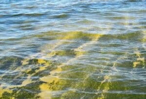 Home 14 Free blue-green algae test with a glass and stick